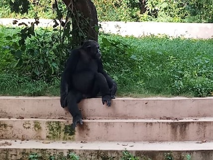 Visit the Lucknow Zoological Garden